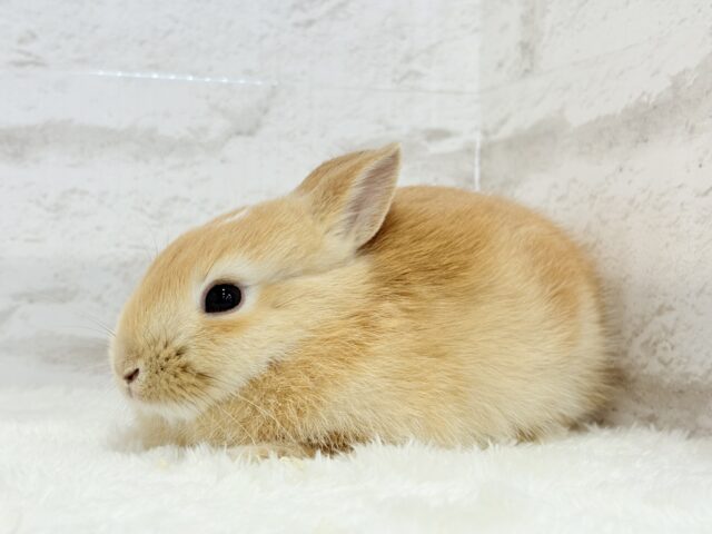 ミニウサギ