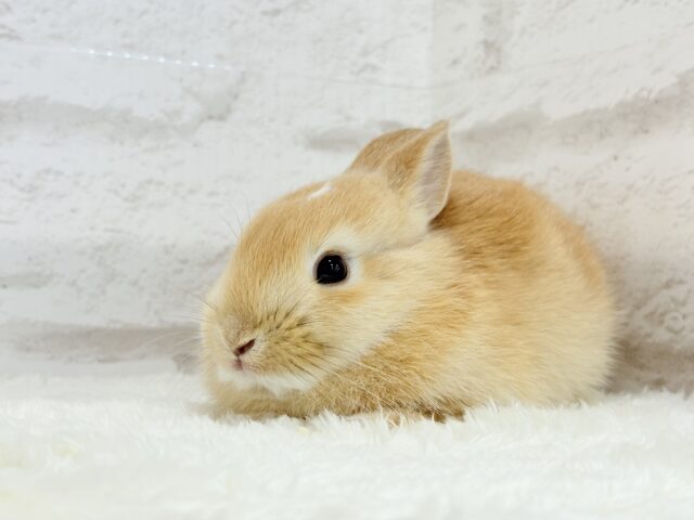 ミニウサギ