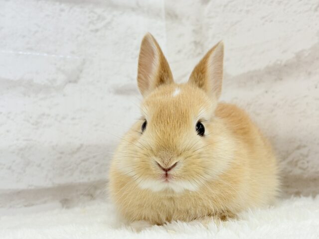 ミニウサギ