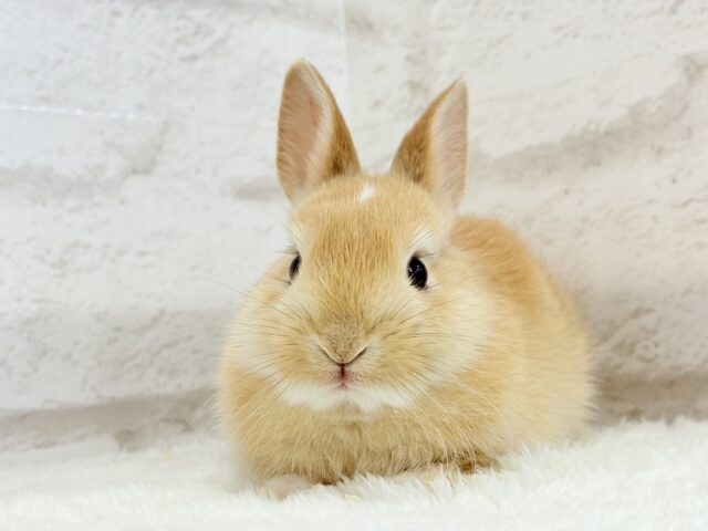 ミニウサギ