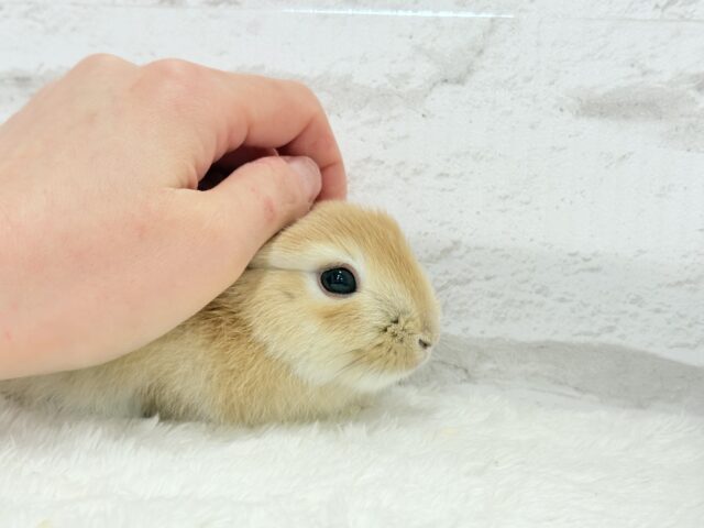 ミニウサギ