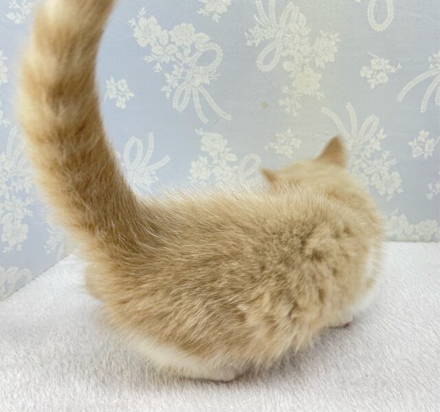 ブリティッシュショートヘア