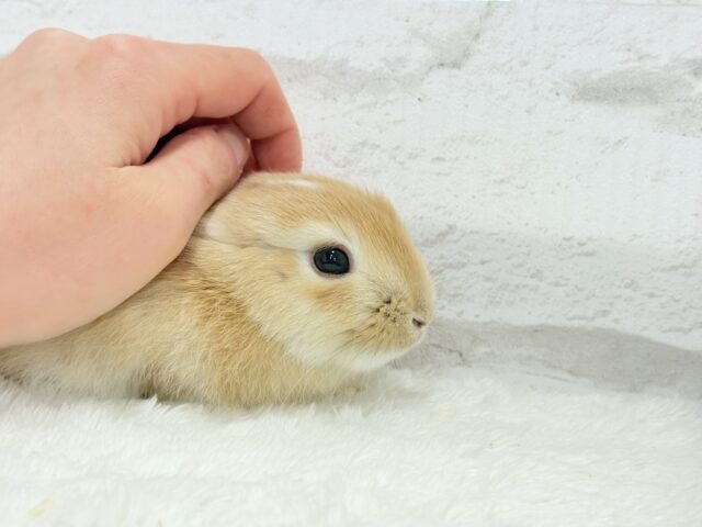 ミニウサギ