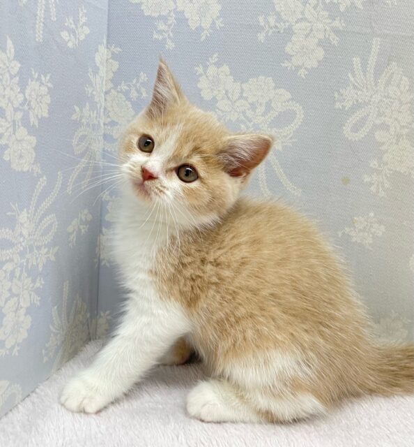 ブリティッシュショートヘア