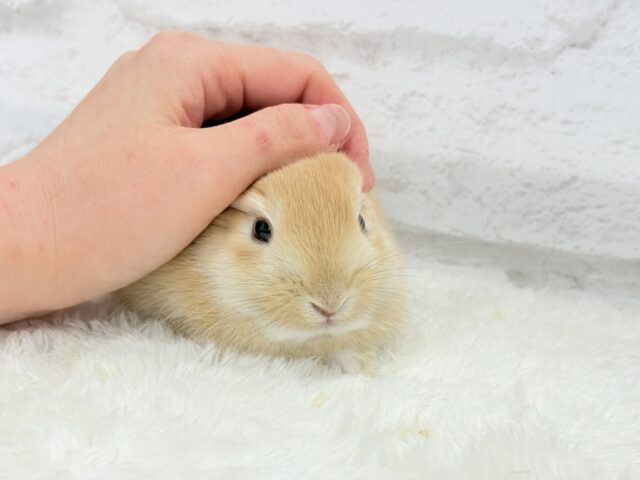 ミニウサギ