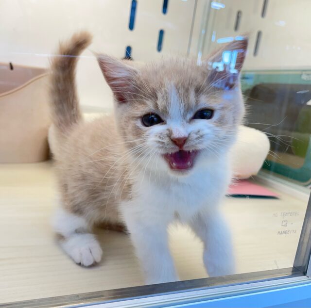 ブリティッシュショートヘア