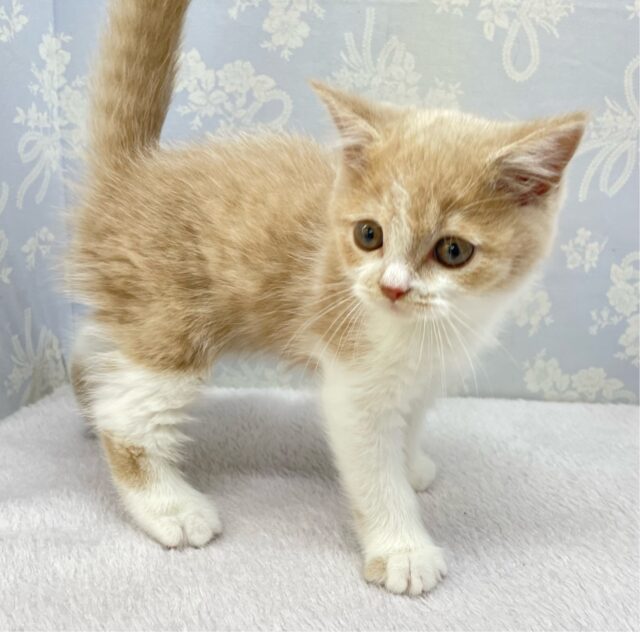 ブリティッシュショートヘア