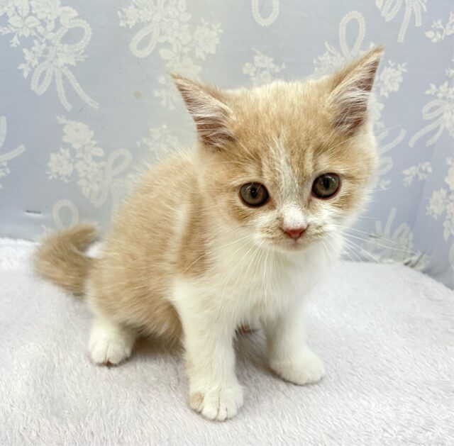 ブリティッシュショートヘア