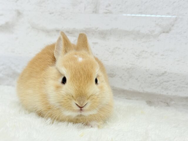 ミニウサギ