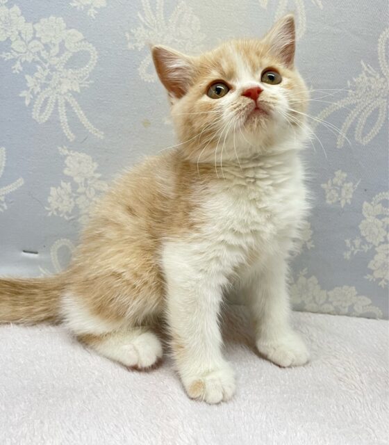 ブリティッシュショートヘア