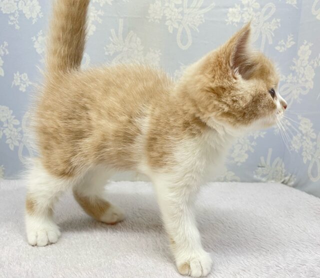 ブリティッシュショートヘア