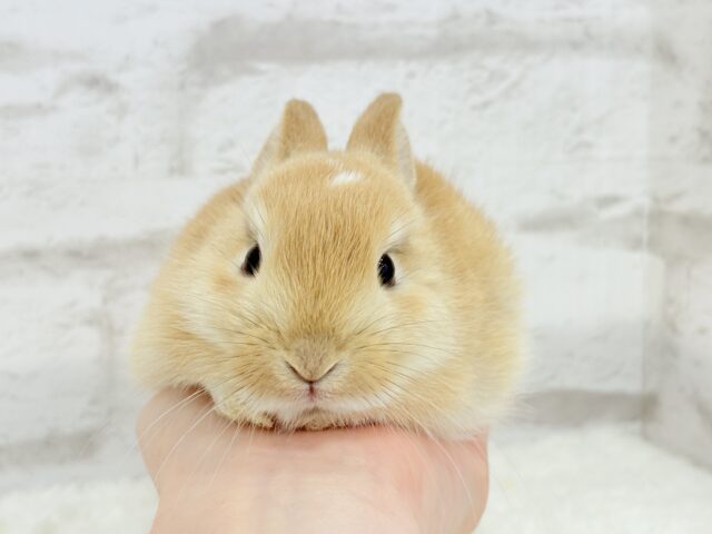 ミニウサギ