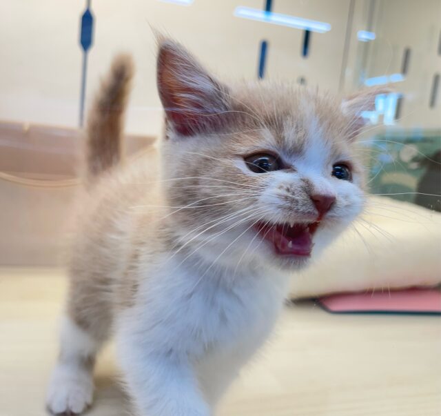 ブリティッシュショートヘア