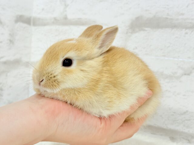 ミニウサギ