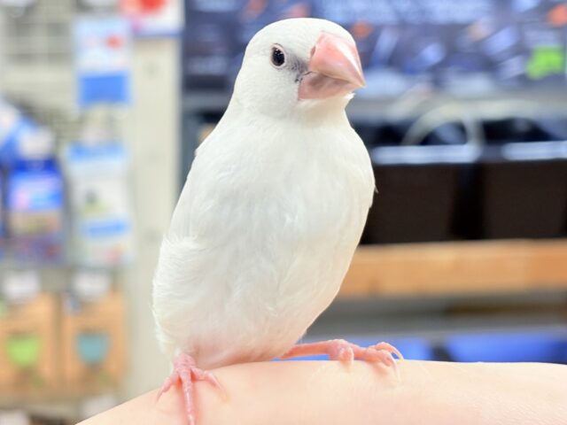 シルバー文鳥