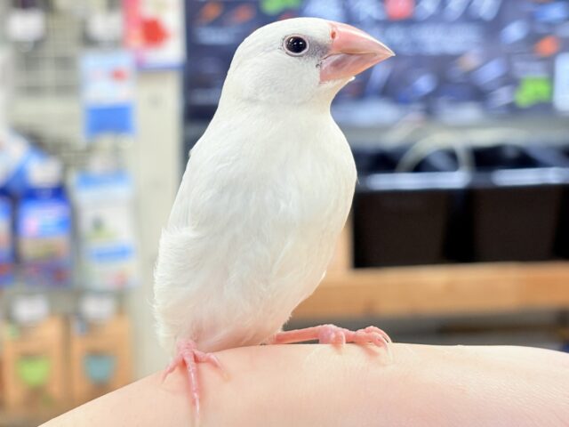 シルバー文鳥