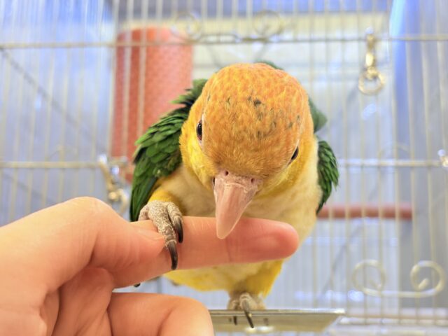 シロハラインコ