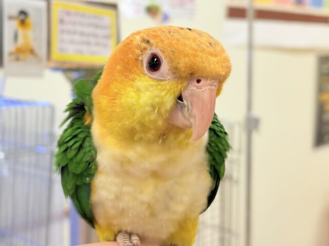 シロハラインコ