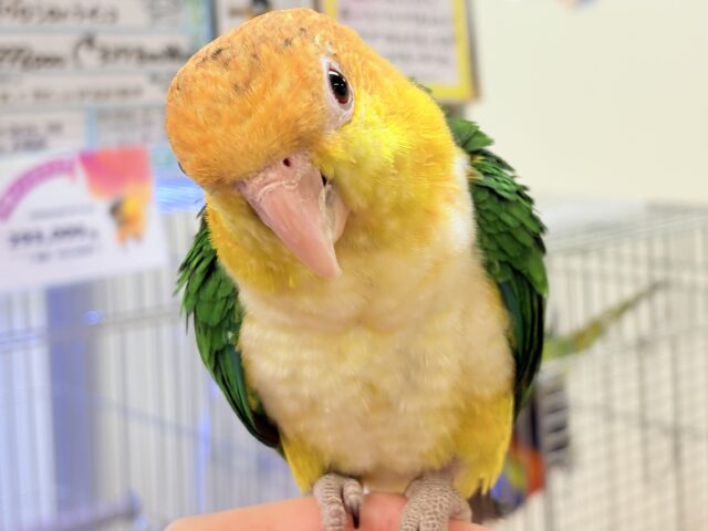 シロハラインコ