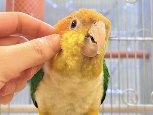 シロハラインコ