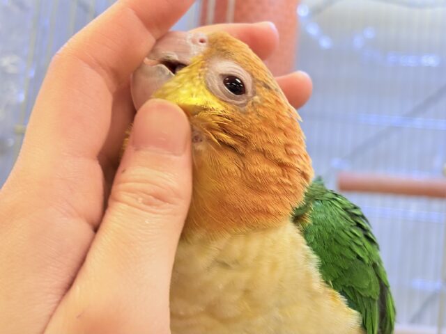シロハラインコ