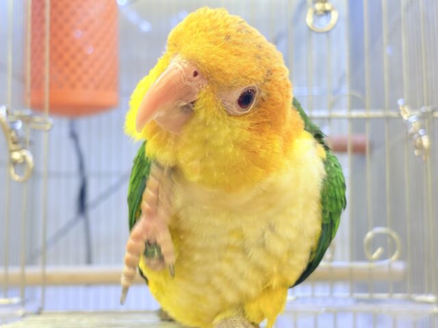 シロハラインコ
