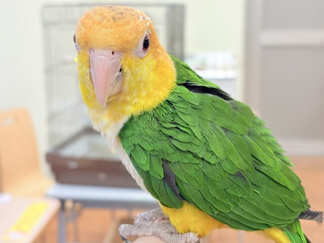 シロハラインコ