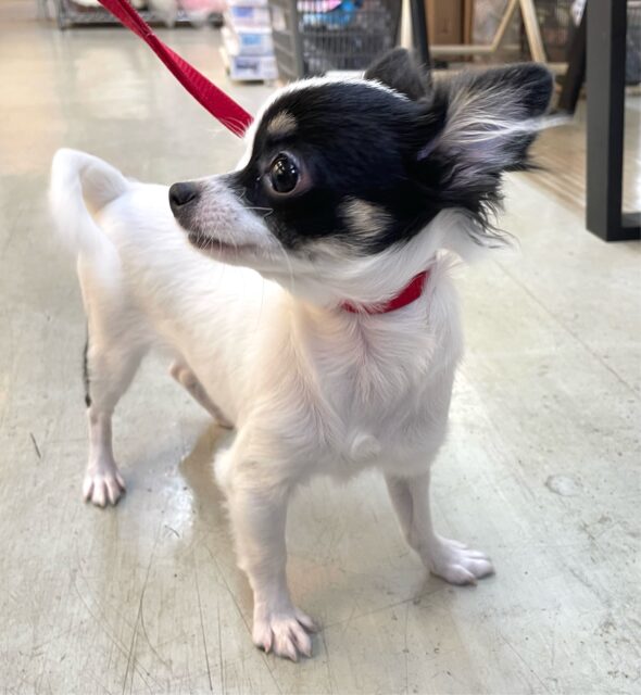 チワマル（マルチワ）