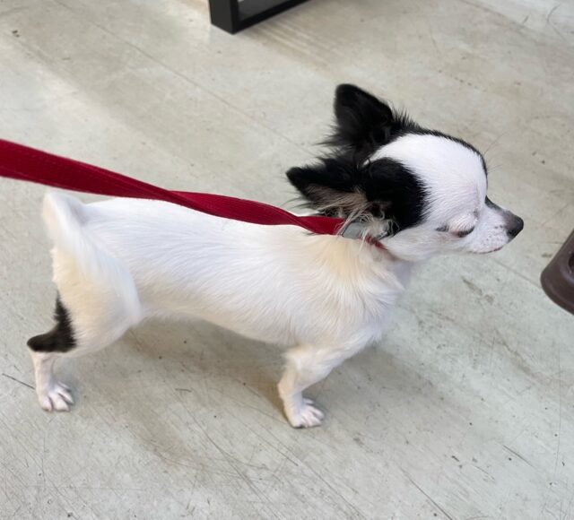 チワマル（マルチワ）