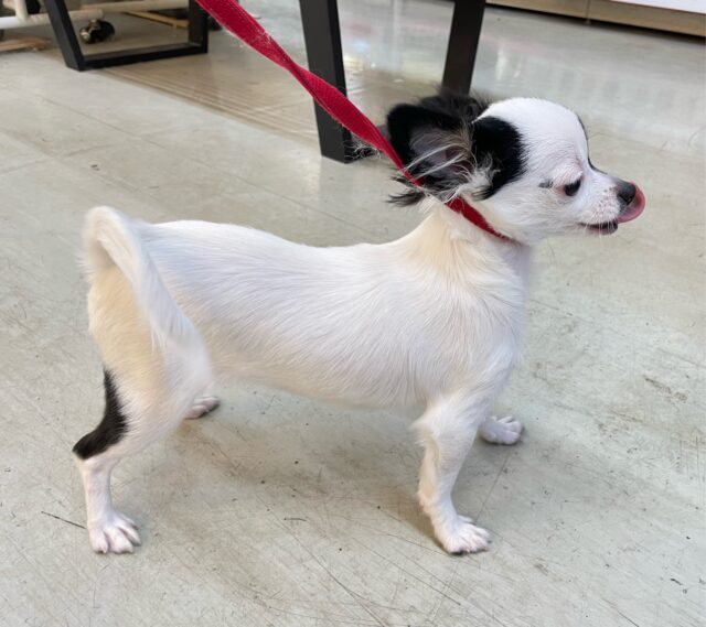 チワマル（マルチワ）