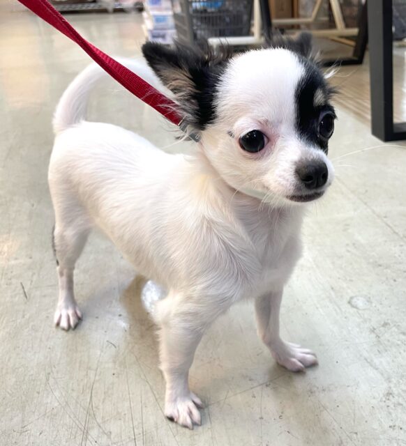 チワマル（マルチワ）