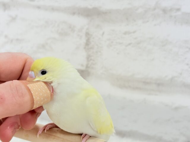 セキセイインコ