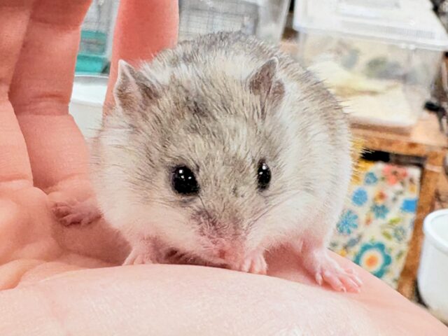 チャイニーズハムスター