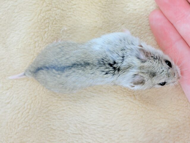 チャイニーズハムスター