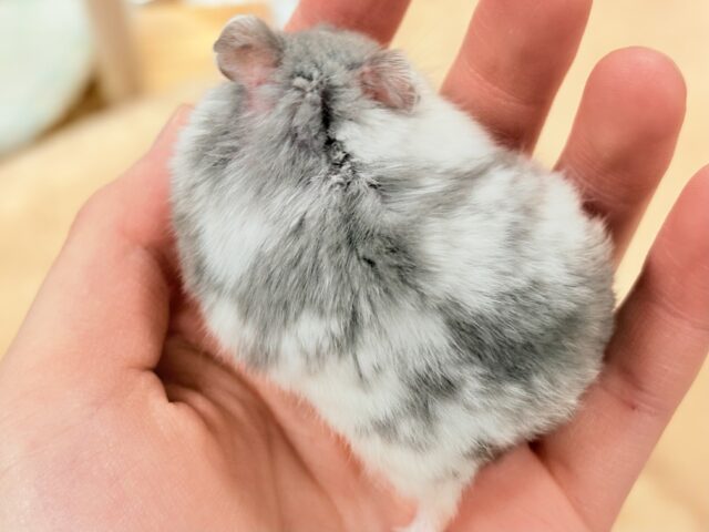 ジャンガリアン