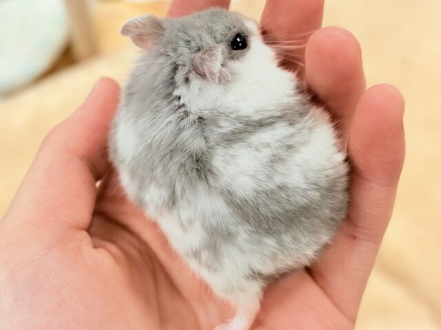 ジャンガリアン