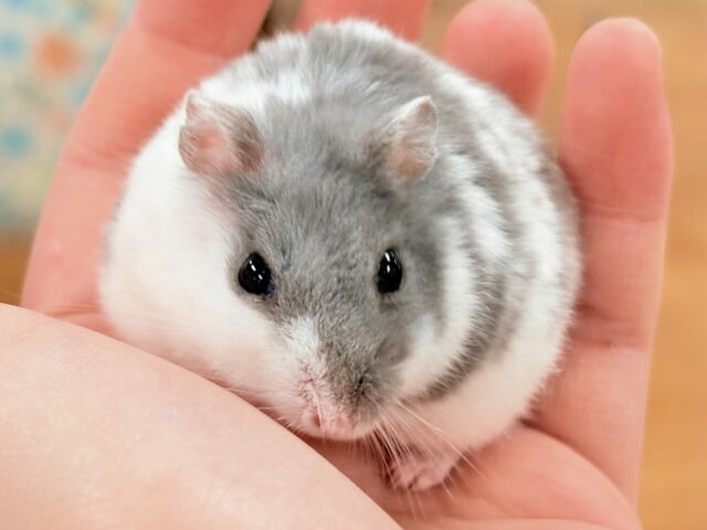 ジャンガリアン