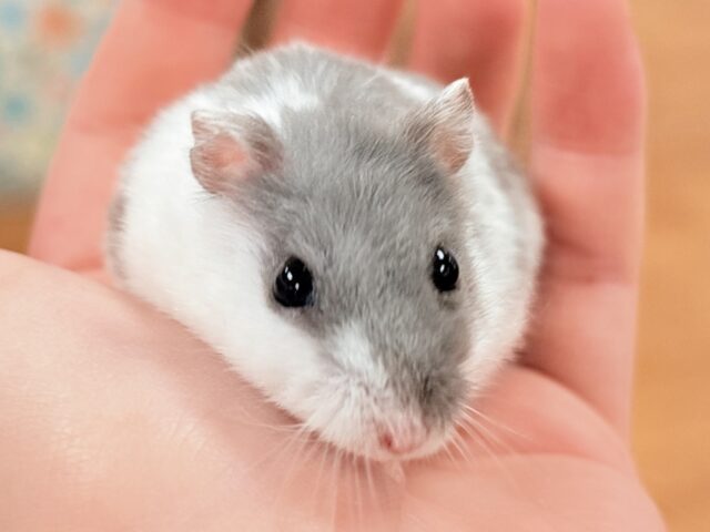 ジャンガリアン