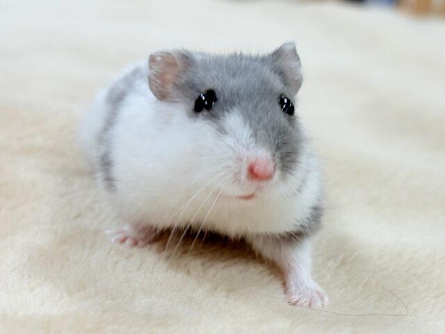 ジャンガリアン