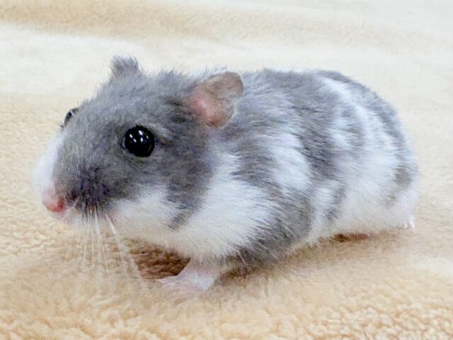 ジャンガリアン