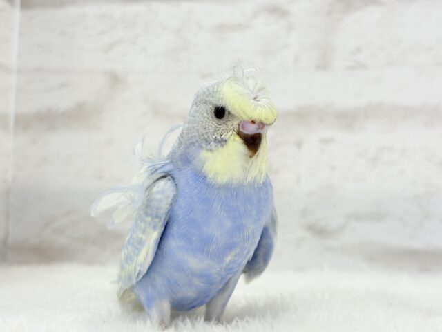 梵天セキセイインコ