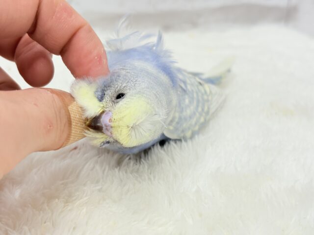 梵天セキセイインコ
