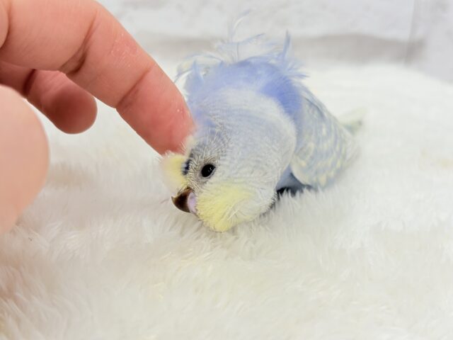 梵天セキセイインコ