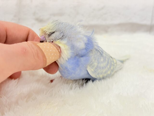 梵天セキセイインコ