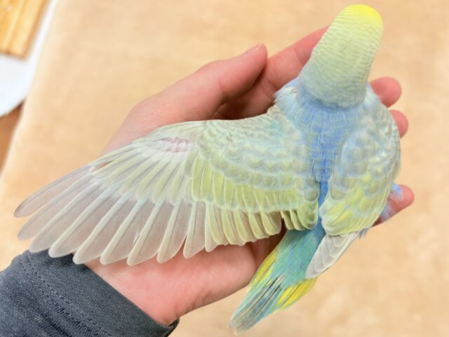 セキセイインコ
