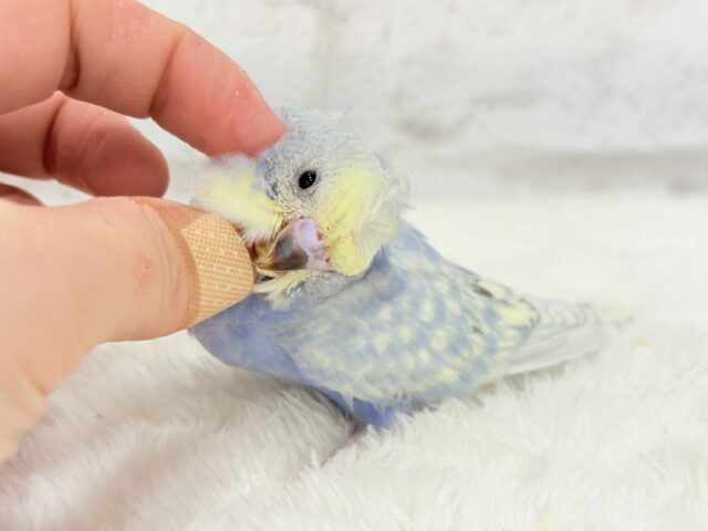 梵天セキセイインコ