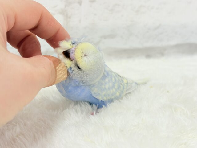 梵天セキセイインコ