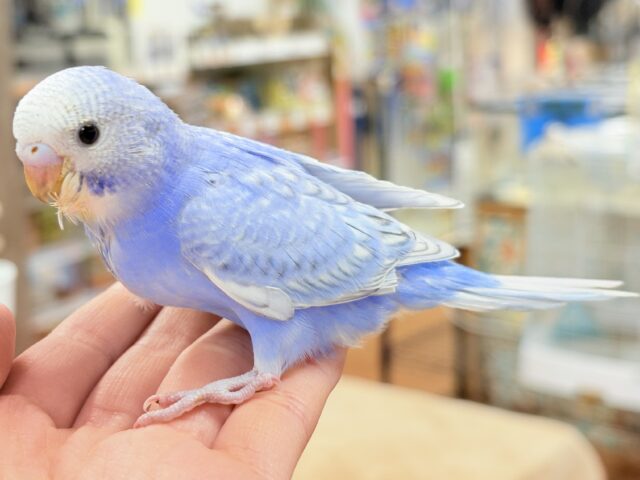 セキセイインコ
