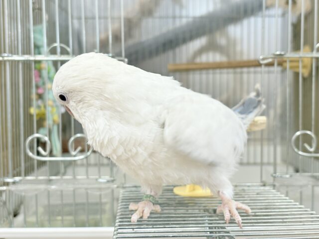 オキナインコ