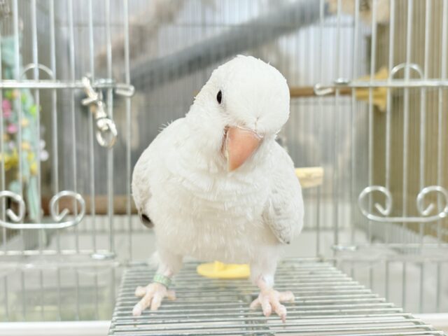 オキナインコ